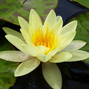 Yellow Water Lily | Nymphaea Marliacea Chromatella Pond Plants