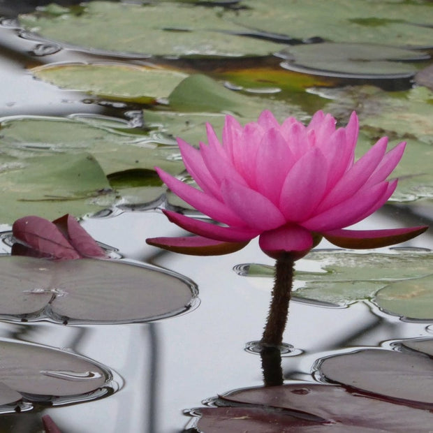 Large Double Petal Water Lily | Nymphaea Mayla Pond Plants