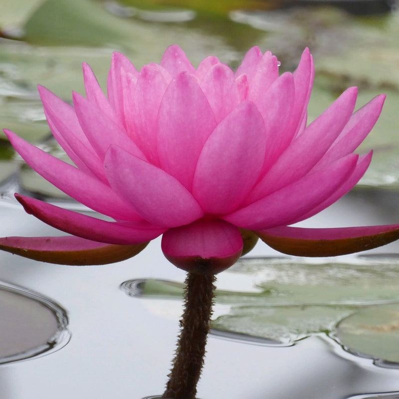 Large Double Petal Water Lily | Nymphaea Mayla Pond Plants
