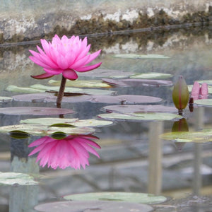 Large Double Petal Water Lily | Nymphaea Mayla Pond Plants