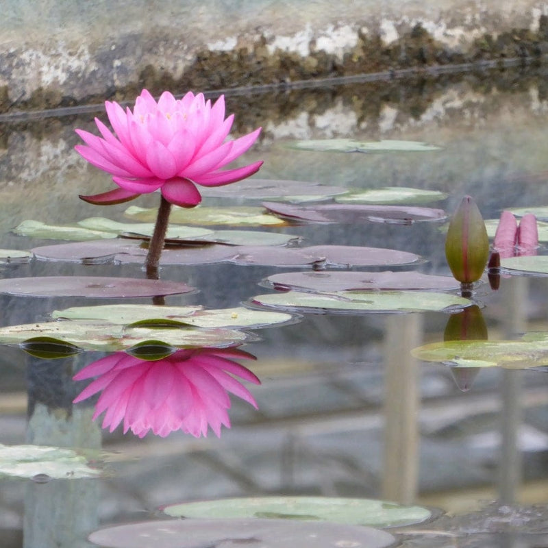 Large Double Petal Water Lily | Nymphaea Mayla Pond Plants