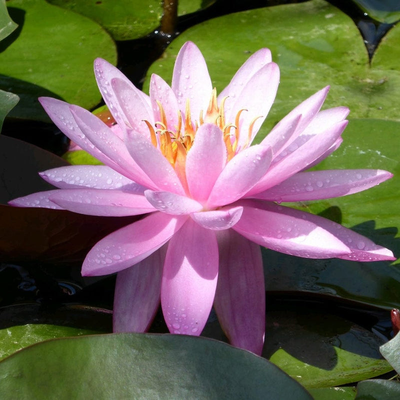 Large Double Petal Water Lily | Nymphaea Mayla Pond Plants