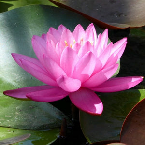 Large Double Petal Water Lily | Nymphaea Mayla Pond Plants