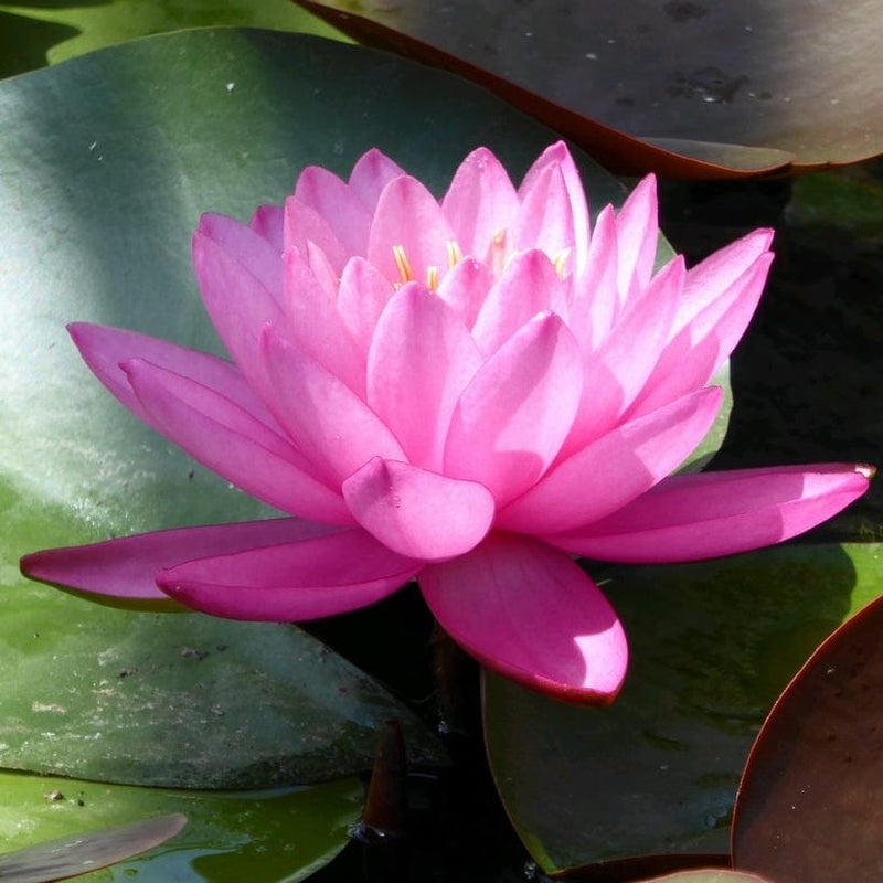 Large Double Petal Water Lily | Nymphaea Mayla Pond Plants