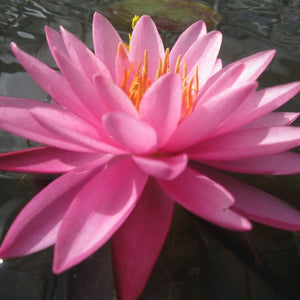 Large Double Petal Water Lily | Nymphaea Mayla Pond Plants