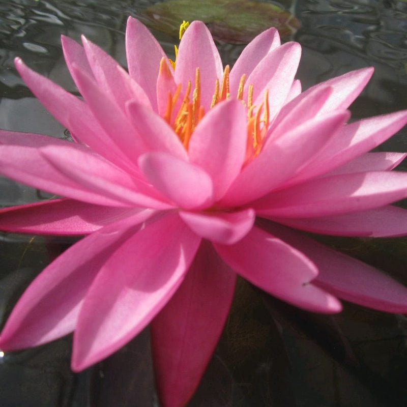 Large Double Petal Water Lily | Nymphaea Mayla Pond Plants