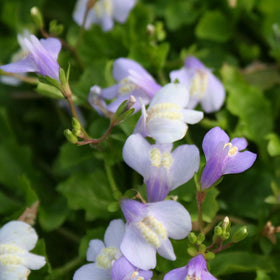 Chinese Marshflower | Mazus Reptans Pond Plants
