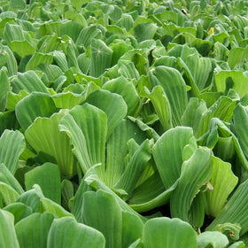 5 Water Lettuce | Pistia stratiotes | 9cm Pots Pond Plants