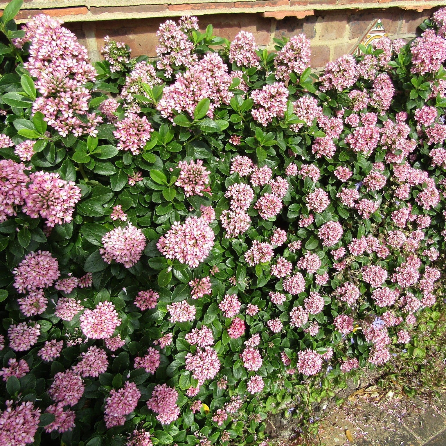 Escallonia Pink Elle Roots Plants escallonia-pink-elle-roots-plants