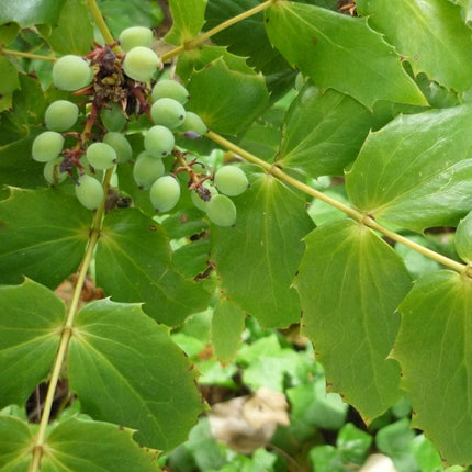 Oregon Grape | Mahonia aquifolium Shrubs