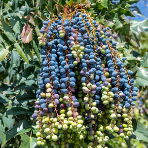 Oregon Grape Hedging | Mahonia aquifolium Shrubs