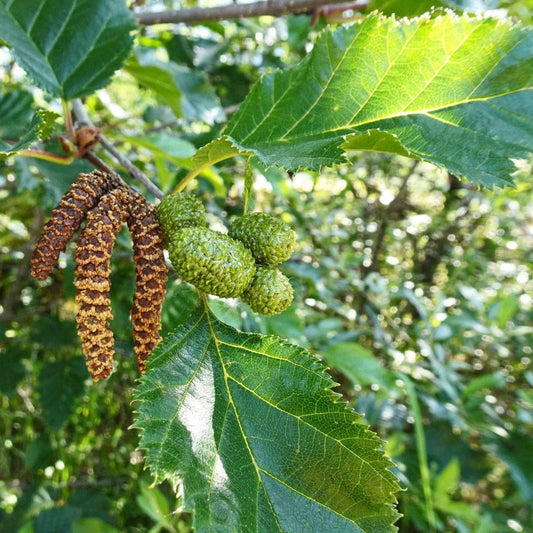 Paper Birch Hedging | Betula papyrifera Shrubs
