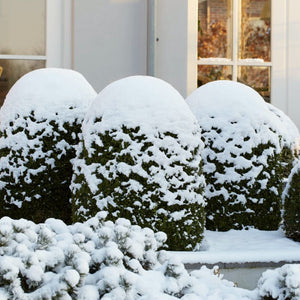 Common Box Hedging | Buxus sempervirens Shrubs