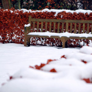 Common Beech Hedging | Fagus sylvatica Shrubs