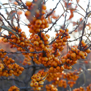 Sea Buckthorn Hedging | Hippophae rhamnoides Shrubs