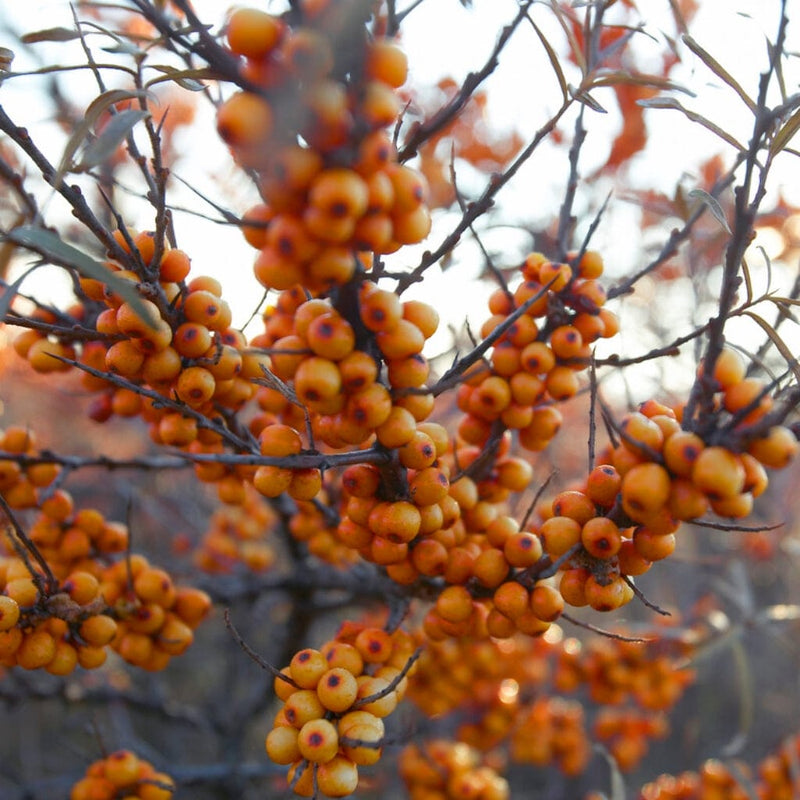 Sea Buckthorn Hedging | Hippophae rhamnoides Shrubs