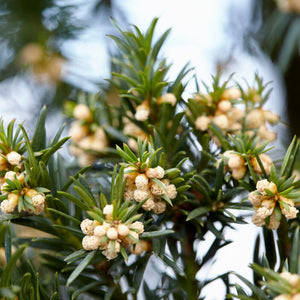 Yew Hedging | Taxus baccata Shrubs