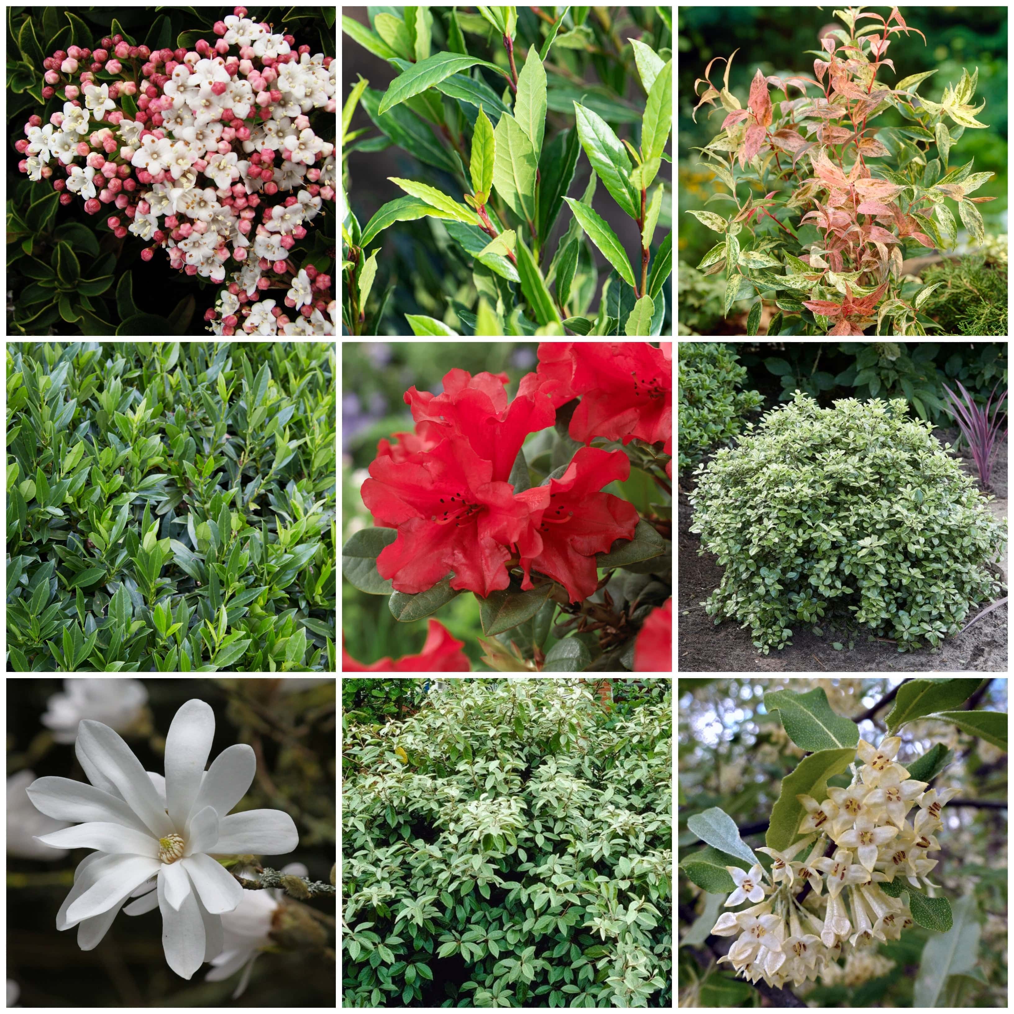 14+ Great Shade Shrubs Best Shrubs For Shade – Roots Plants