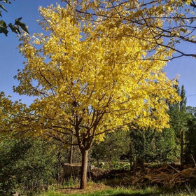Honeylocust Tree | Gleditsia triacanthos 'Sunburst' Ornamental Trees