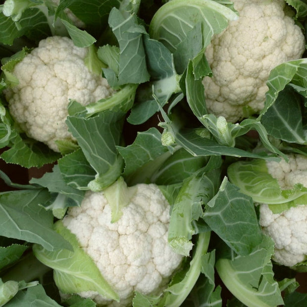 Tirza' Cauliflower Plants Vegetables