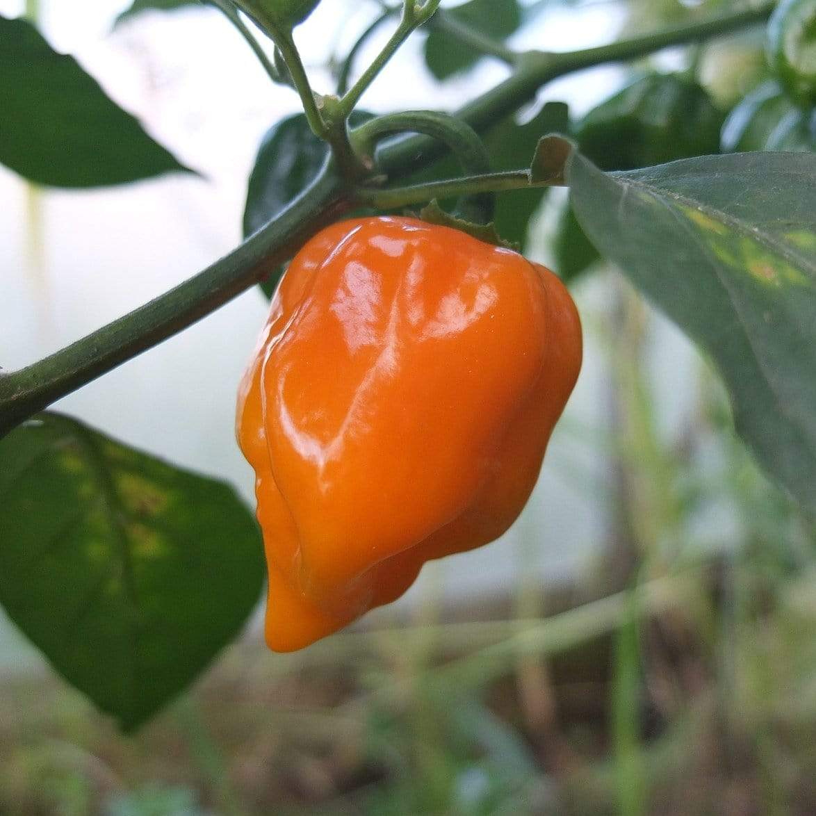 'Habanero Paper Lantern' Chilli Pepper Plants Roots Plants