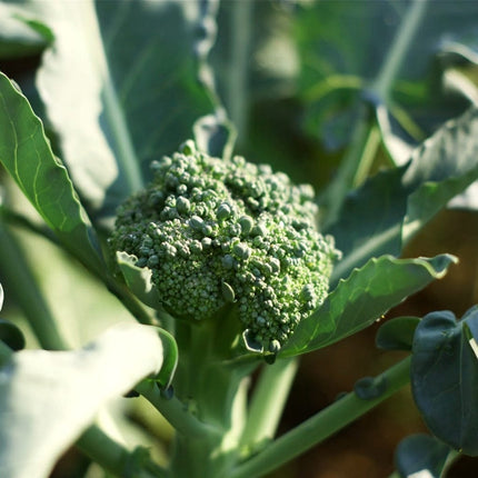 Sweet Stem' Broccoli Plants Vegetables