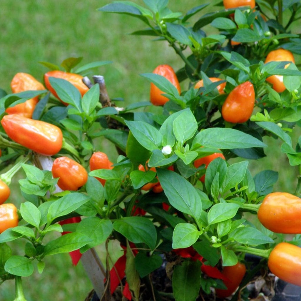 'Habanero Paper Lantern' Chilli Pepper Plants Roots Plants