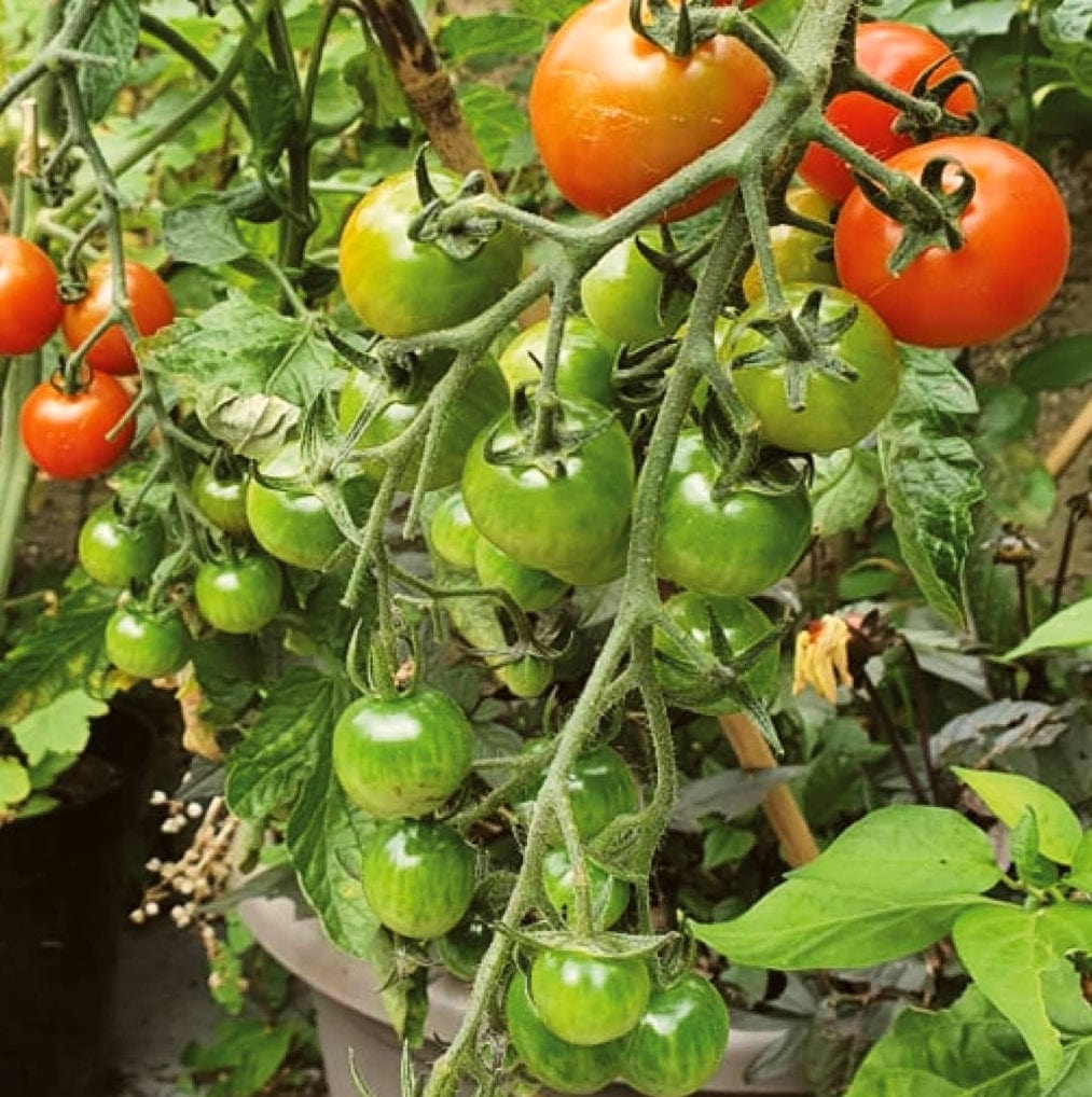 'Moneymaker' Tomato Plants Roots Plants