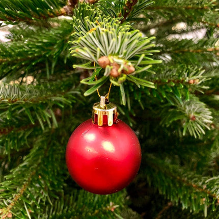 5ft Premium Cut Real Christmas Tree | Nordmann Fir Christmas Trees
