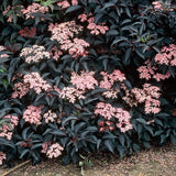 Black Elderberry Tree | Sambucus nigra 'Black Beauty' Ornamental Trees