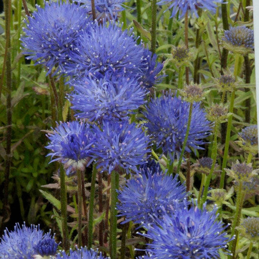 Jasione 'Blue Light' Perennial Bedding