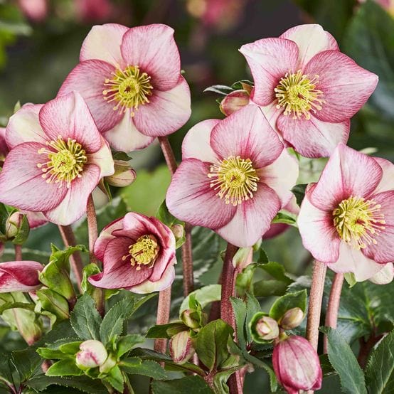 'Carlotta' Snow Rose | 'Ice N' Roses®' Series | Hellebore Gold Collection® Perennial Bedding