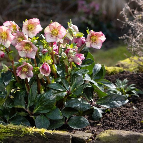 'Carlotta' Snow Rose | 'Ice N' Roses®' Series | Hellebore Gold Collection® Perennial Bedding