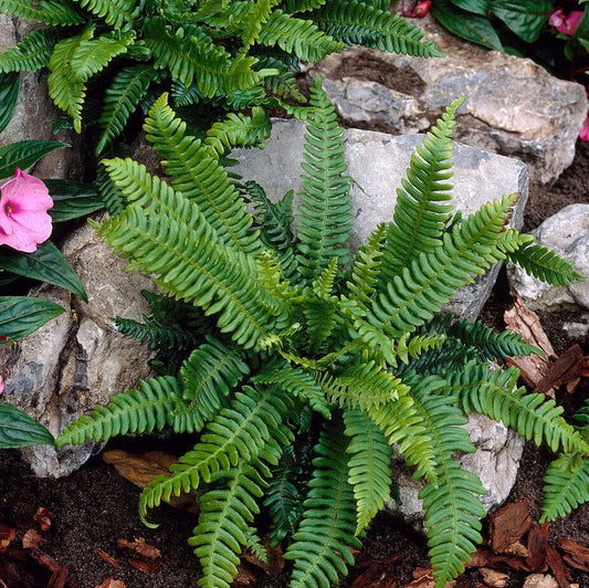Hard Fern | Blechnum Spicant