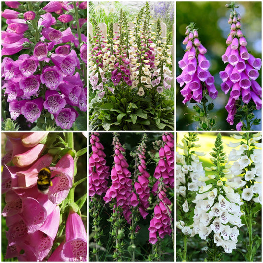 Favourite Foxgloves Collection Perennial Bedding