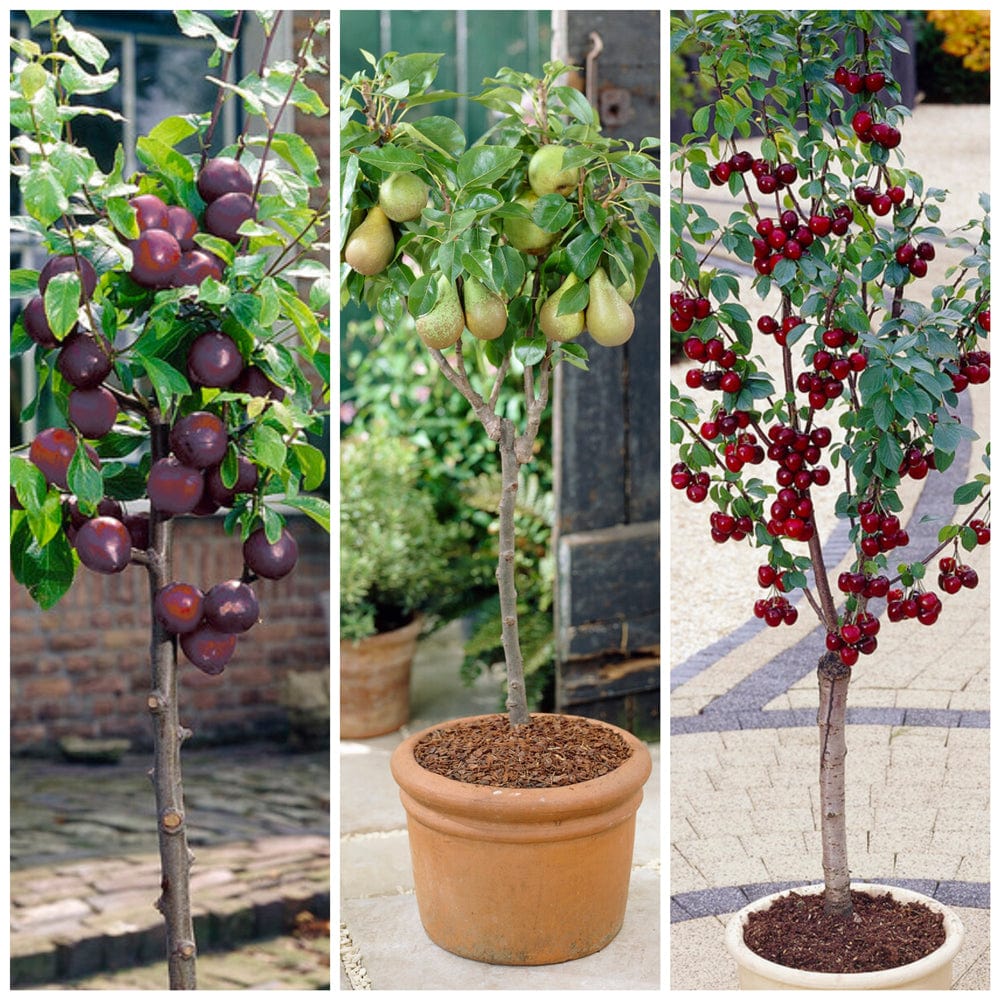 Award Winning Patio Fruit Tree Collection Cherry, Pear & Plum Roots Plants