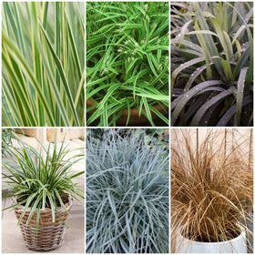 Ornamental Grass Collection Perennial Bedding