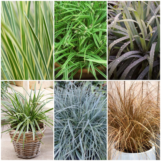 Ornamental Grass Collection Perennial Bedding