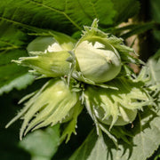 Common Hazel Hedging | Corylus avellana Shrubs