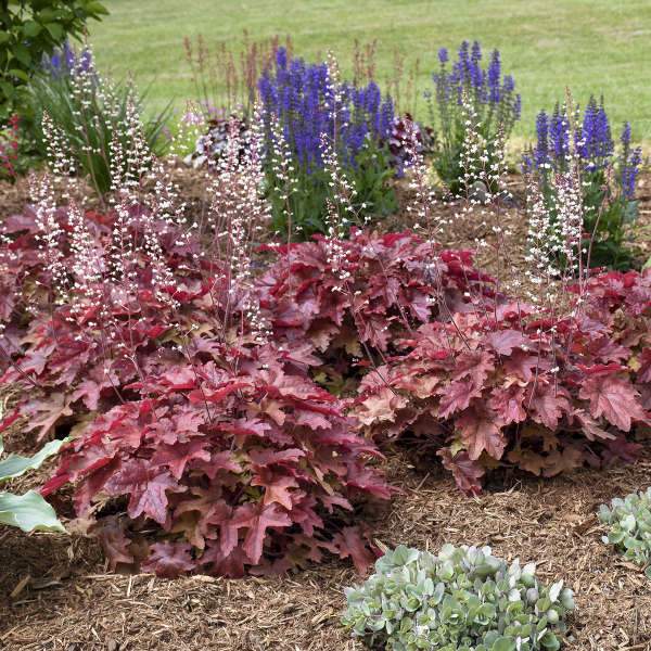 Heucherella 'Red Rover' | 3L Pot Perennial Bedding