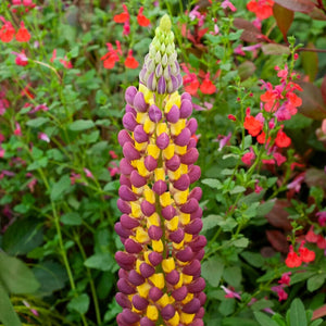 Lupin West Country Manhattan Lights Perennial Bedding