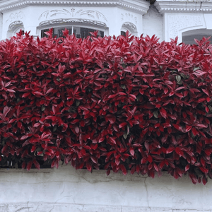 Photinia 'Red Robin' Shrubs