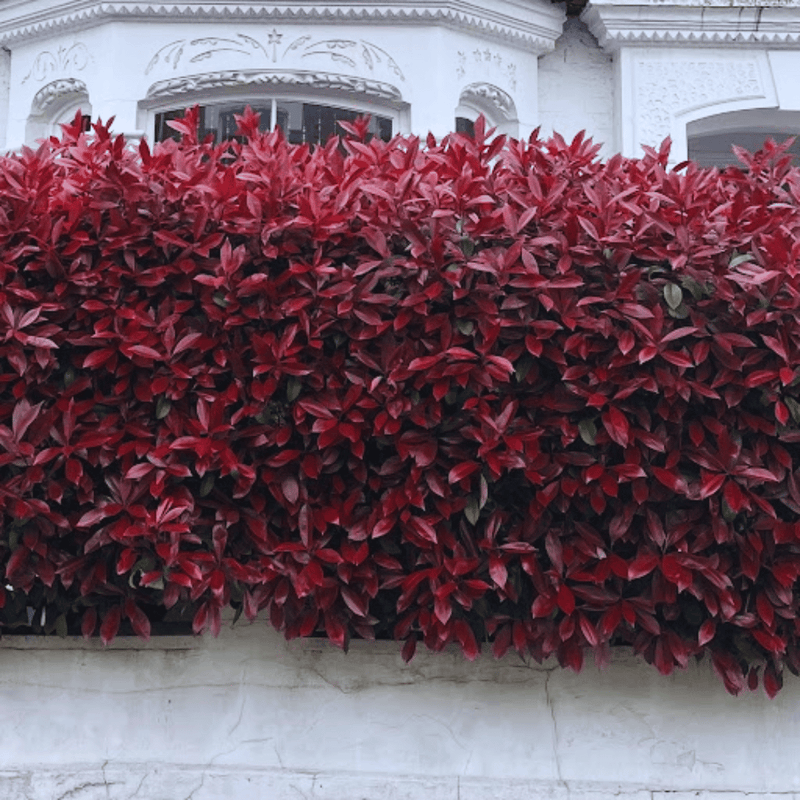 Photinia 'Red Robin' Shrubs