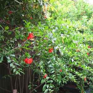 Provence Pomegranate Bush Soft Fruit