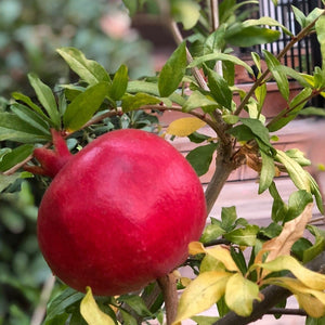 Provence Pomegranate Bush Soft Fruit