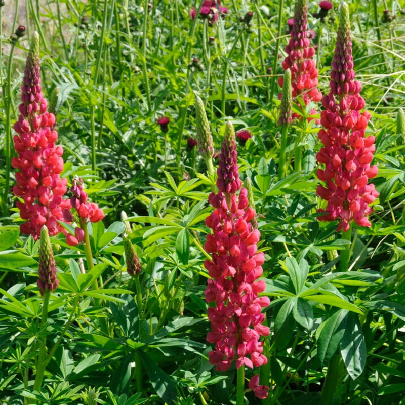 Lupin West Country Red Rum Perennial Bedding