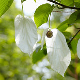 Pocket Handkerchief Tree | Davidia involucrata Ornamental Trees