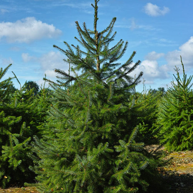 4-5ft Premium Cut Real Christmas Tree | Nordmann Fir Christmas Trees