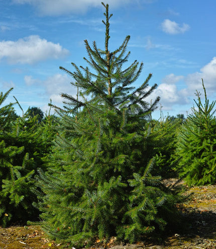 4-5ft Premium Cut Real Christmas Tree | Nordmann Fir Christmas Trees