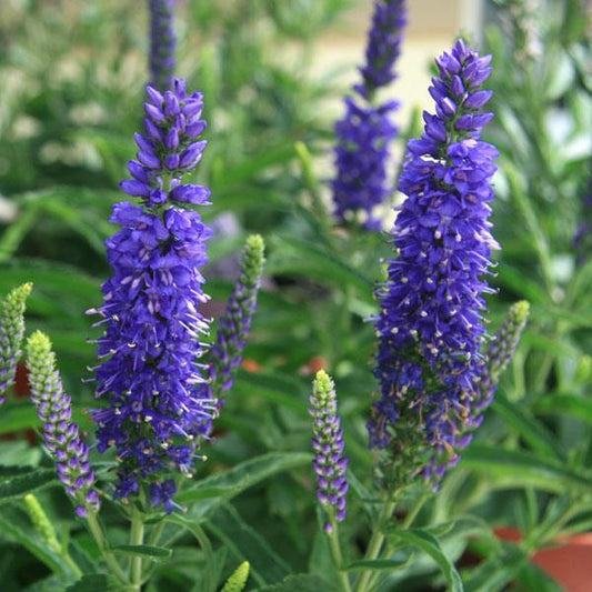 Veronica 'Moody Blues Sky Blue' 3L Pot Perennial Bedding
